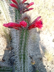 Borzicactus sepium