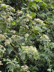 Montanoa