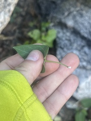 Gonolobus arizonicus