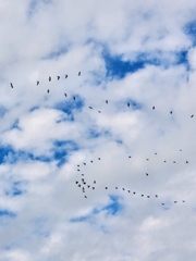 Pelecanus erythrorhynchos