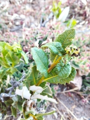Spinoliva ilicifolia