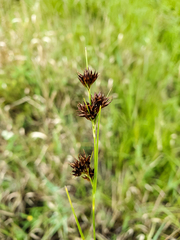 Rhynchospora capitellata