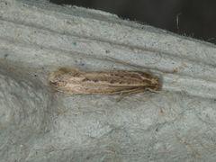 Ypsolopha sp-sw
