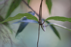 Parsonsia brownii