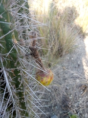 Borzicactus sepium