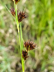 Rhynchospora capitellata