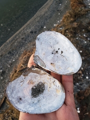 Anodonta californiensis