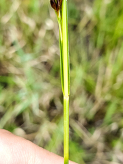 Rhynchospora capitellata
