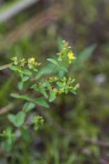 Hypericum majus