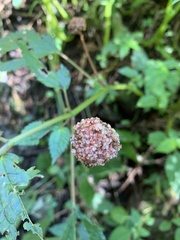 Lecanthus peduncularis