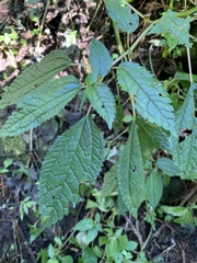Lecanthus peduncularis