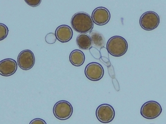 Sphaerosporium lignatile