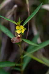 Ludwigia alternifolia