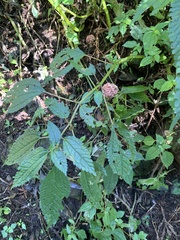 Lecanthus peduncularis