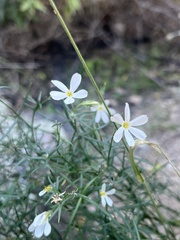 Phlox tenuifolia