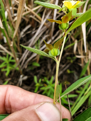 Ludwigia alternifolia