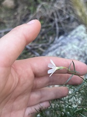 Phlox tenuifolia