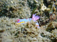 Hypselodoris bennetti