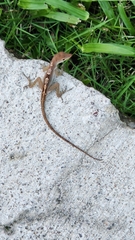Anolis lineatopus