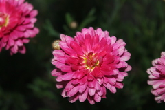 Anthemideae