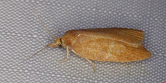 Cenopis directana