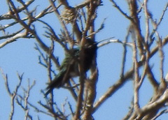 Heliomaster furcifer