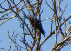 Heliomaster furcifer