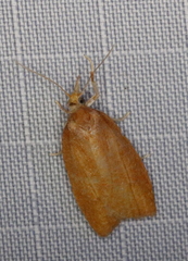 Cenopis directana