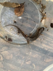 Desmognathus fuscus