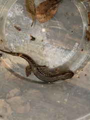 Desmognathus fuscus