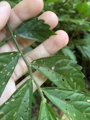 Elatostema lineolatum
