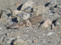 Oedipodinae