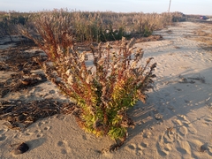 Solidago sempervirens