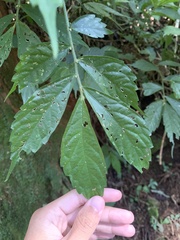 Elatostema lineolatum