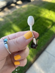 Leucocoprinus cepistipes