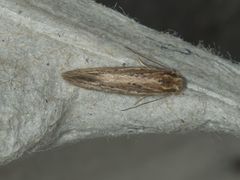 Ypsolopha sp-sw