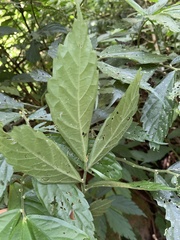 Elatostema lineolatum