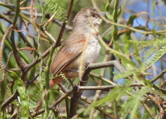 Phacellodomus sibilatrix