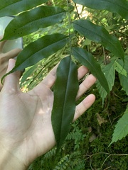 Coniogramme intermedia