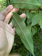 Coniogramme intermedia