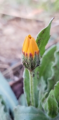 Calendula arvensis