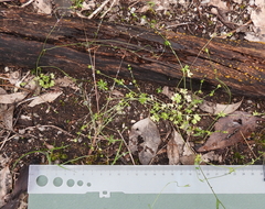 Ranunculus sessiliflorus