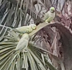 Psittacula krameri