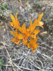 Alstroemeria ligtu simsii