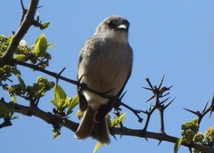 Phacellodomus sibilatrix