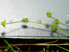 Ranunculus sessiliflorus