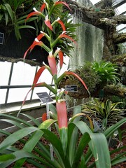 Guzmania wittmackii