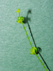 Ranunculus sessiliflorus