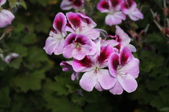 Pelargonium