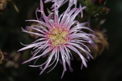 Drosanthemum candens